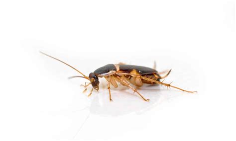 The Top 4 Roaches Commonly Found In Las Vegas